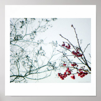 Spring Reach-Out/Cherry Blossoms Photo-Print Poster