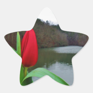 Spring Red Tulip at Lake Arrowhead Star Sticker