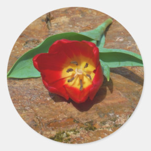 Spring Red Tulip Classic Round Sticker
