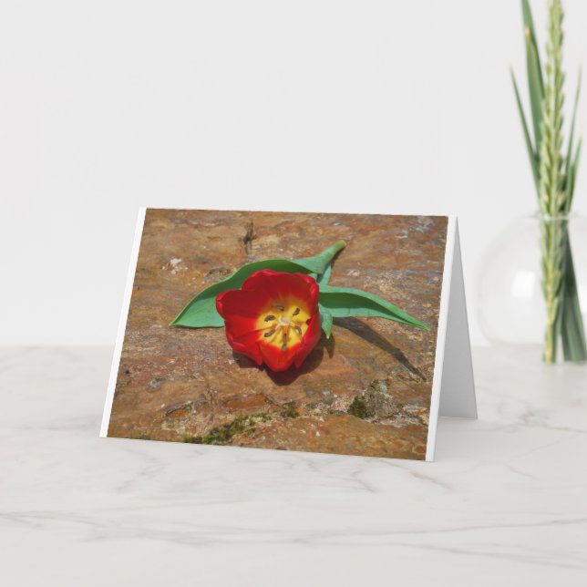 Spring Red Tulip Holiday Card (Front)