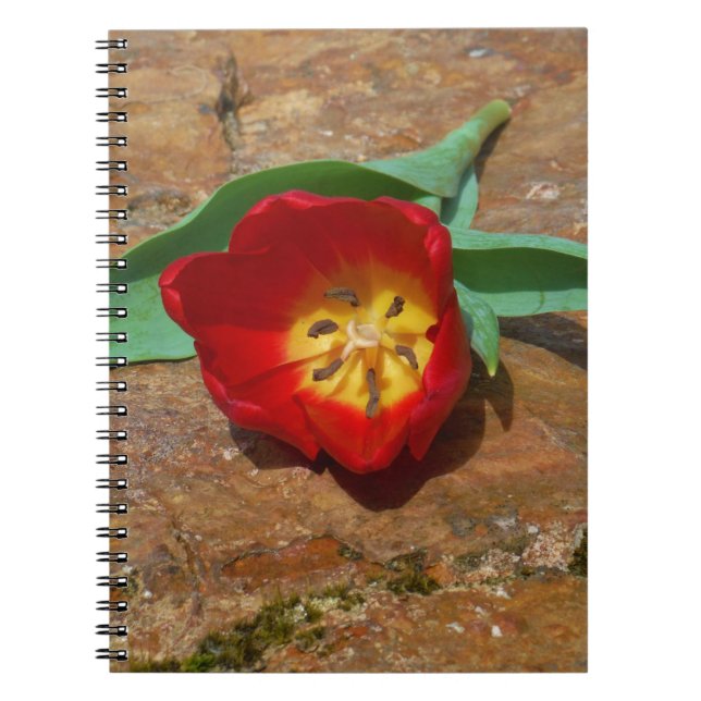 Spring Red Tulip Notebook (Front)