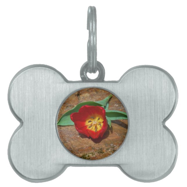 Spring Red Tulip Pet Tag (Front)