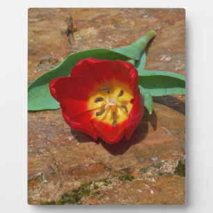 Spring Red Tulip Plaque
