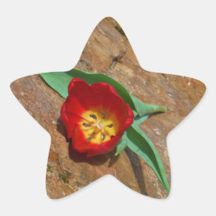 Spring Red Tulip Star Sticker