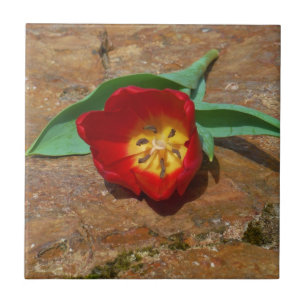 Spring Red Tulip Tile