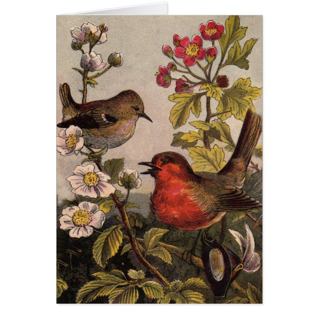 Spring Robin Birds Red Birding (Front)