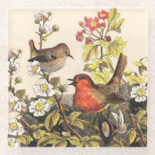 Spring Robin Birds Red Birding Glass Coaster