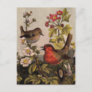 Spring Robin Birds Red Birding Postcard