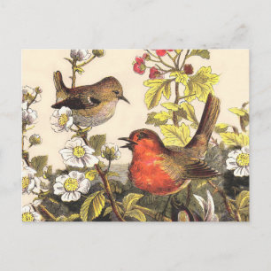 Spring Robin Birds Red Birding Postcard