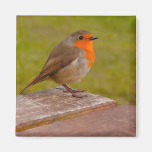 Spring Robin Magnet