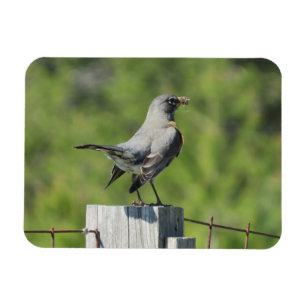 Spring Robin Magnet