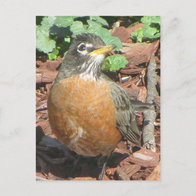 Spring Robin Postcard (Front)