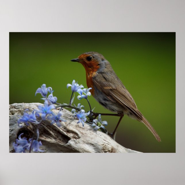 Spring Robin Poster (Front)