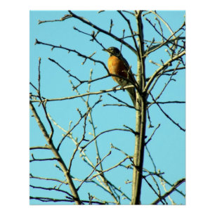 Spring Robin Poster