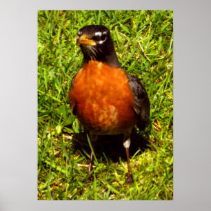 Spring Robin Poster