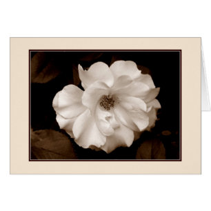 'Spring Rose (Sepia)' Greeting Card