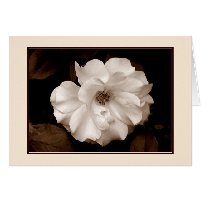 'Spring Rose (Sepia)' Greeting Card (Front Horizontal)