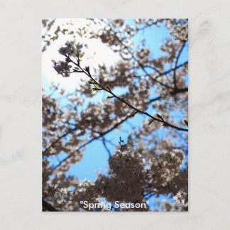 Spring Season Postcard