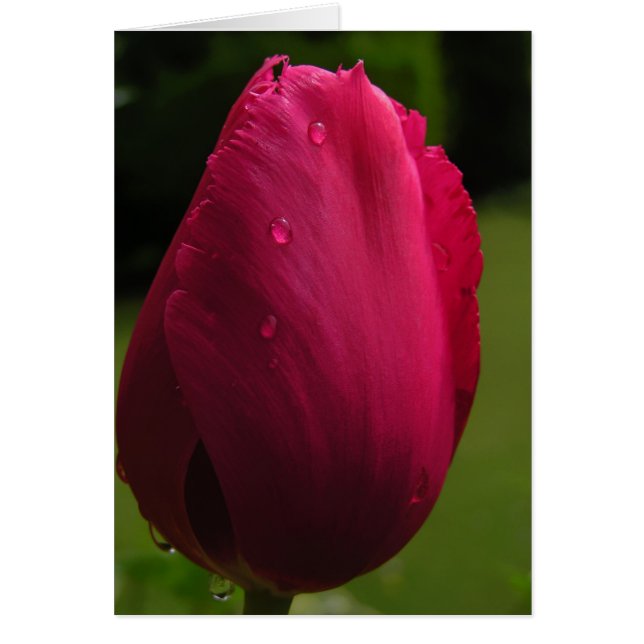 Spring Shower Tulip Card (Front)