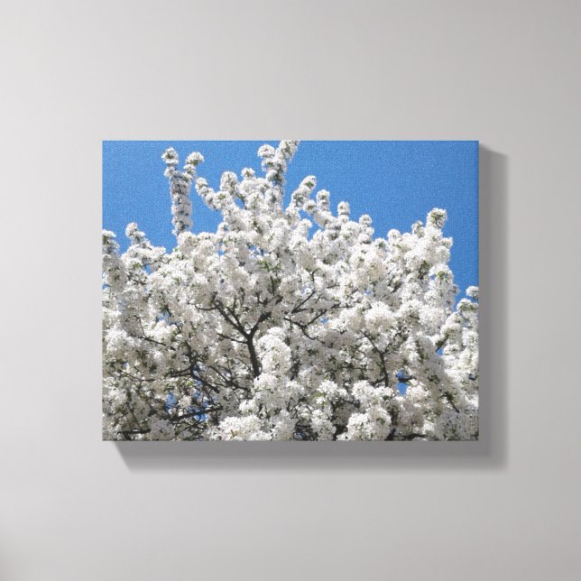 Spring Snow Crabapple Tree in Bloom Canvas Print (Front)
