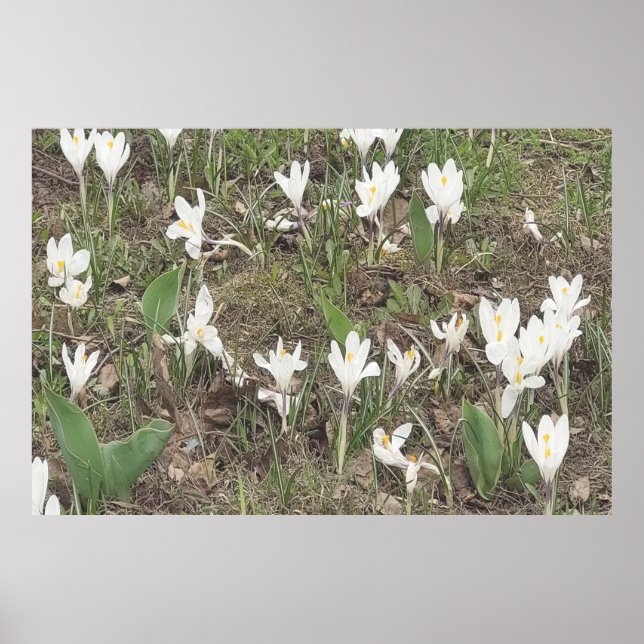 Spring Snowdrops Bloom in Soft Pastel Edition Poster (Front)