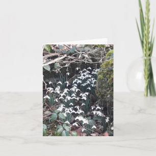 Spring Snowdrops Card