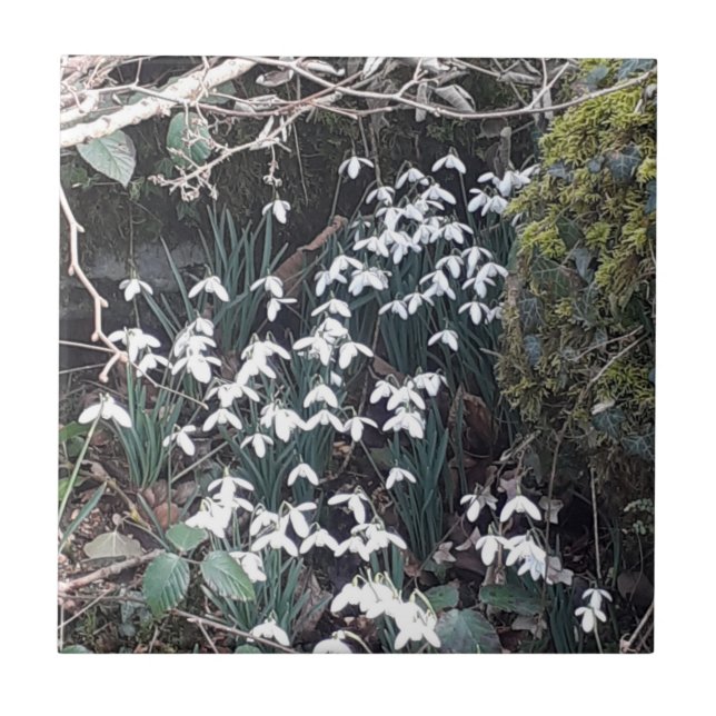 Spring Snowdrops Ceramic Tile (Front)