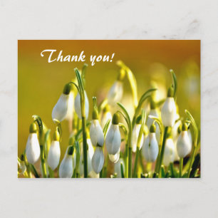 Spring Snowdrops Flowers Thank You Postcard