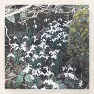 Spring Snowdrops Glass Coaster