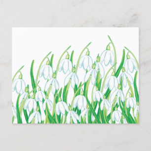 Spring Snowdrops   Holiday Postcard