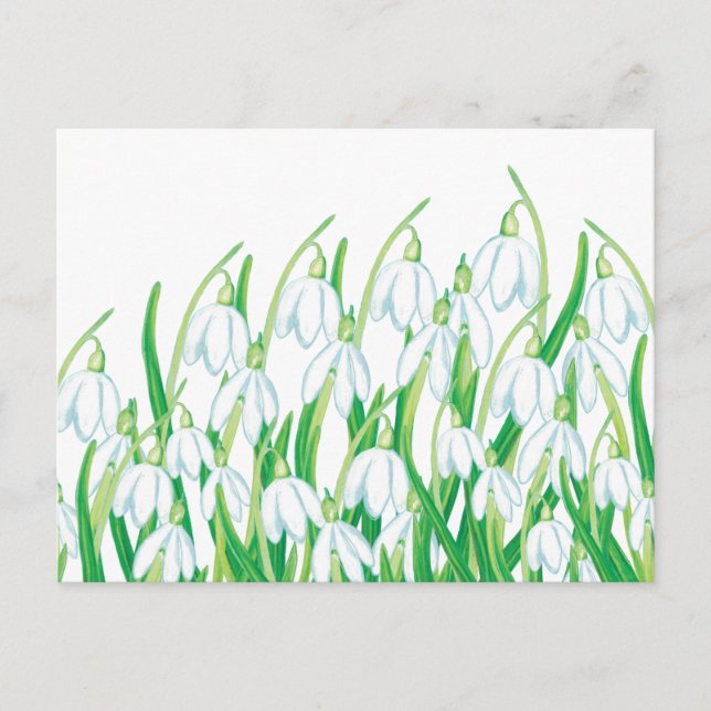 Spring Snowdrops   Holiday Postcard (Front)