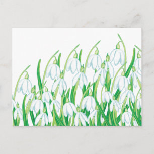 Spring Snowdrops Postcard