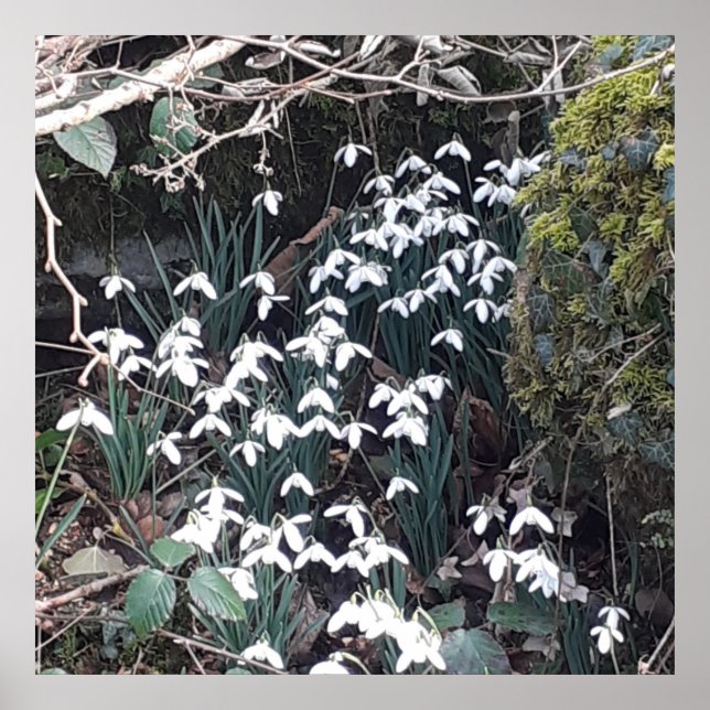 Spring Snowdrops Poster (Front)