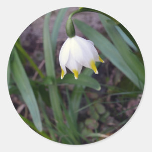 Spring Snowflake Leucojum vernum Classic Round Sticker