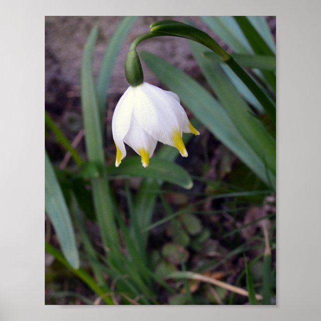 Spring Snowflake Leucojum vernum Flower Poster (Front)