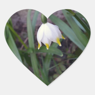 Spring Snowflake Leucojum vernum Heart Sticker