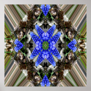 Spring star.... poster