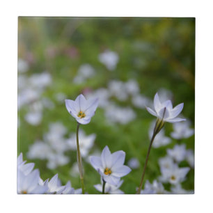 Spring Starflower Tile