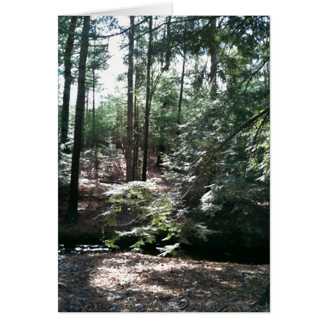 Spring Stroll (Front)