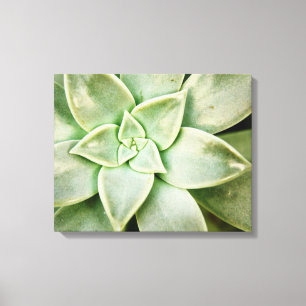 Spring Succulent Canvas Print