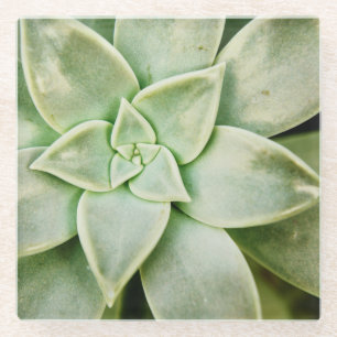 Spring Succulent Glass Coaster