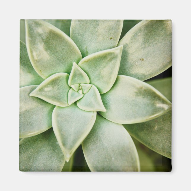 Spring Succulent Magnet (Front)