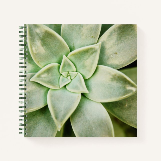 Spring Succulent Notebook (Front)
