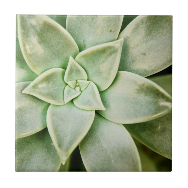 Spring Succulent Tile (Front)
