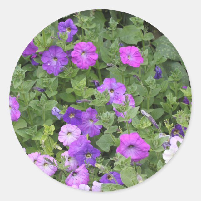 Spring Summer Floral Purple Petunia Flowers Decor Classic Round Sticker (Front)