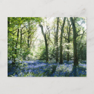 Spring Sunbeams Postcard