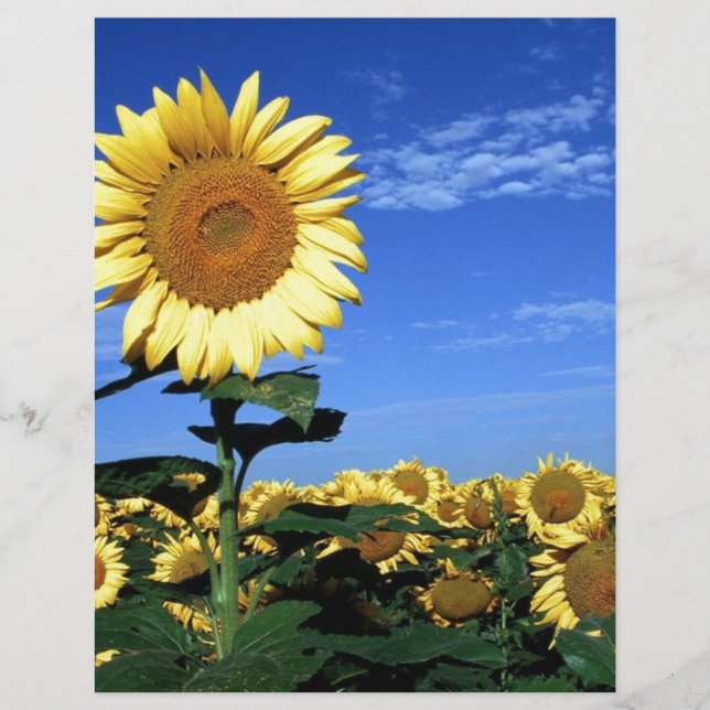 Spring Sunflower (Front)