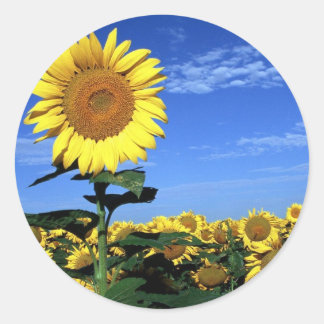 Spring Sunflower Classic Round Sticker