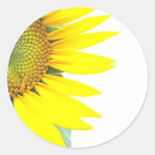 Spring sunflowers classic round sticker