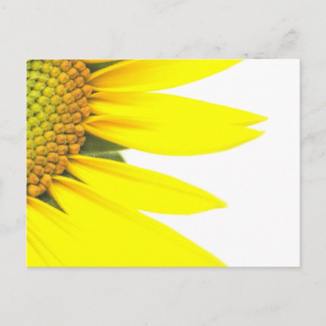 Spring sunflowers postcard (Front)